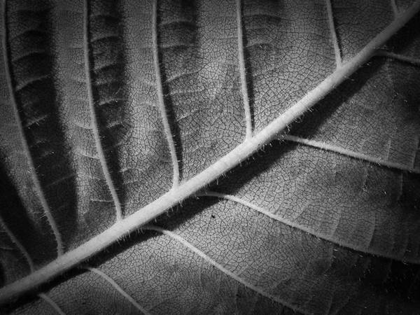 Leaf MKIV Leaf MKIV