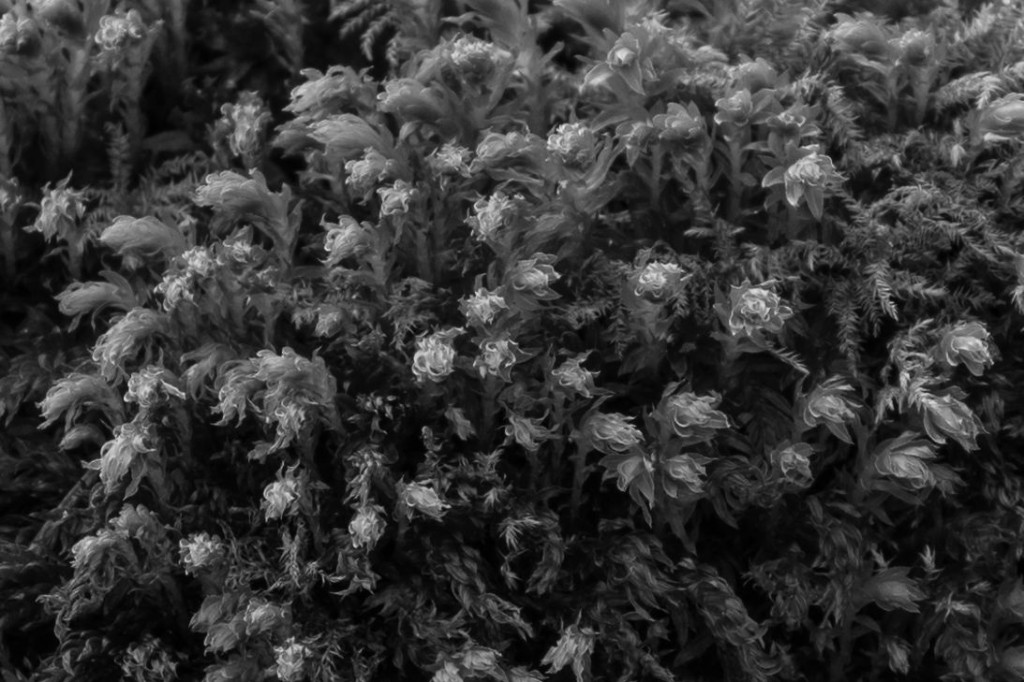 Moss 5
