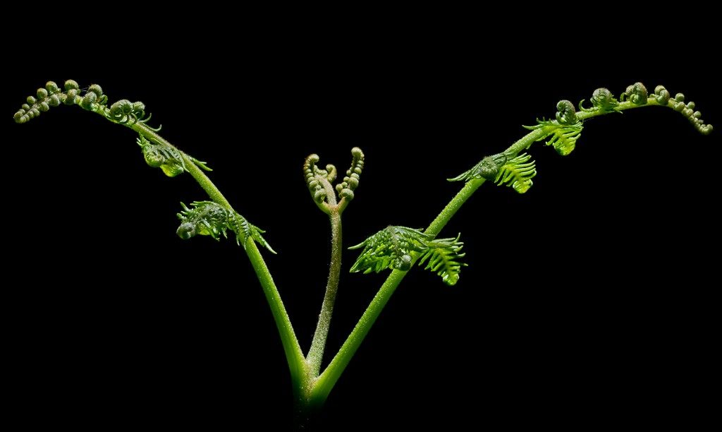 dsc_4419-tweaked-for-print_small